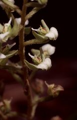 Ponthieva brittoniae