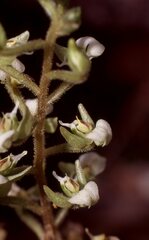 Ponthieva brittoniae