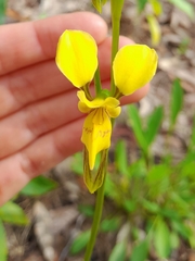 Diuris aurea