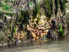 Schizoporella errata