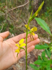 Diuris aurea