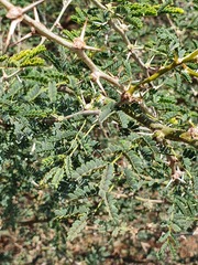 Vachellia robusta