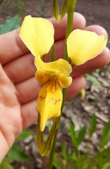 Diuris aurea