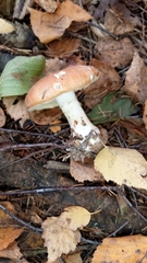 Leucocortinarius bulbiger