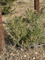 Forestiera angustifolia