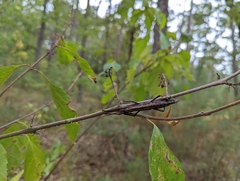 Anisomorpha ferruginea