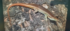 Trachylepis margaritifera