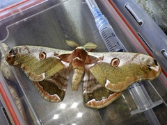 Saturnia jonasii jonasii
