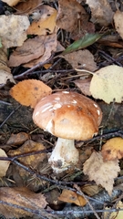 Leucocortinarius bulbiger