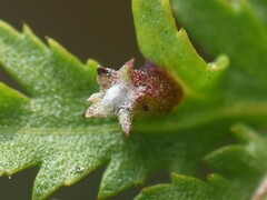 Rhopalomyia tanaceticola