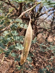 Vachellia robusta