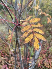 Sorbus
