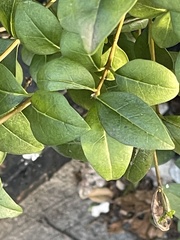 Ligustrum ovalifolium