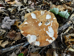 Polyporus radicatus