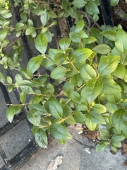 Ligustrum ovalifolium