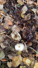 Rhodocollybia asema