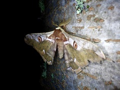 Saturnia jonasii jonasii