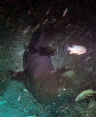 Ginglymostoma cirratum