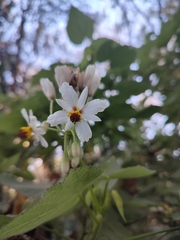 Sparrmannia africana