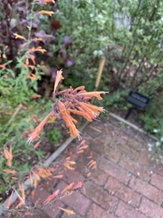 Agastache aurantiaca