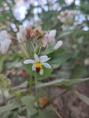 Sparrmannia africana