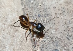 Camponotus maculatus