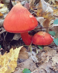 Hygrocybe cuspidata