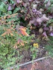 Agastache aurantiaca