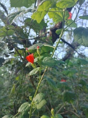 Malvaviscus arboreus