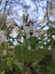 Sparrmannia africana