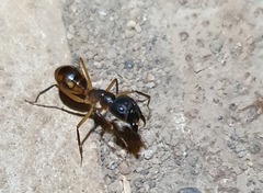 Camponotus maculatus