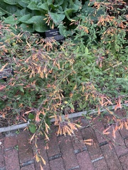 Agastache aurantiaca
