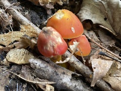 Hygrocybe cuspidata