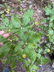 Rhododendron periclymenoides