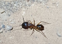 Camponotus maculatus