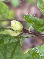 Rhododendron periclymenoides