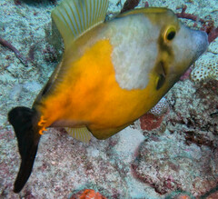 Cantherhines macrocerus