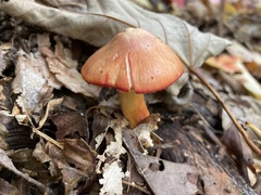 Hygrocybe cuspidata