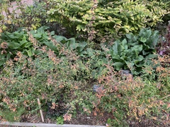 Agastache aurantiaca