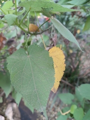 Sparrmannia africana
