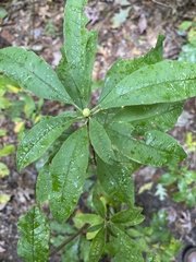 Rhododendron periclymenoides