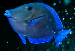 Acanthurus coeruleus