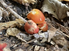 Hygrocybe cuspidata
