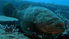 Epinephelus itajara