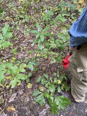 Rhododendron periclymenoides