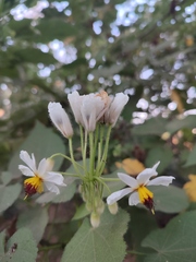 Sparrmannia africana