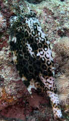 Acanthostracion polygonium