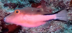 Canthigaster rostrata
