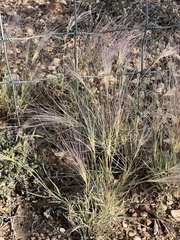 Scleropogon brevifolius