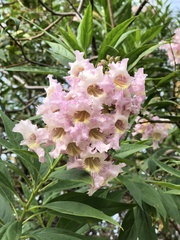 × chitalpa tashkentensis